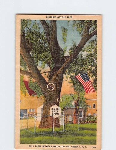 Cartolina storica falce albero